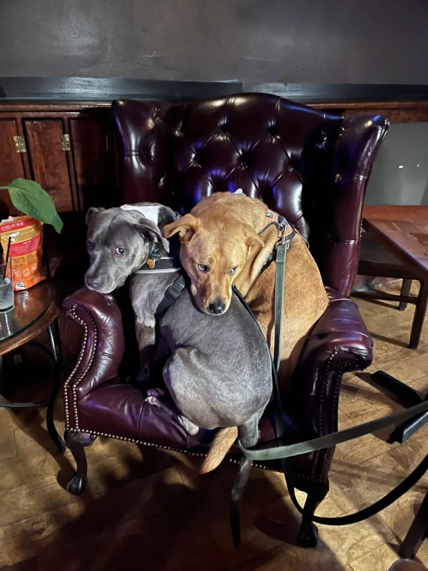Two sweet puppies sitting in a chair at Speakeasy in Carrboro
